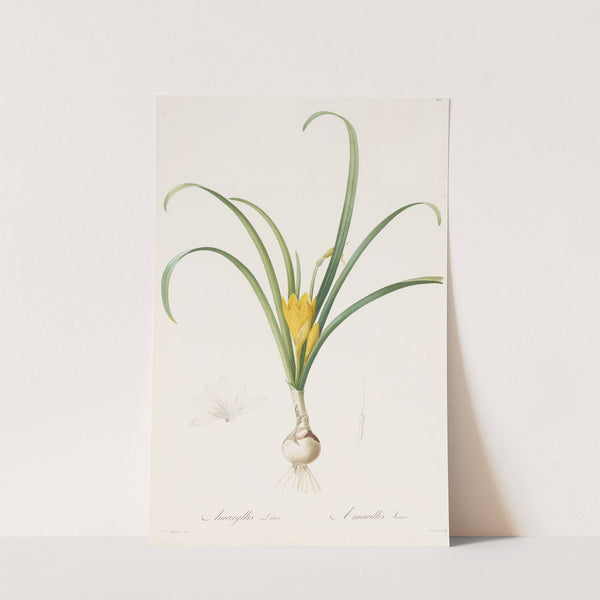 Amaryllis lutea by Pierre Joseph Redouté