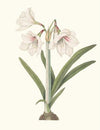 Amaryllis Picta.