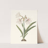 Amaryllis Picta. by Priscilla Susan Bury