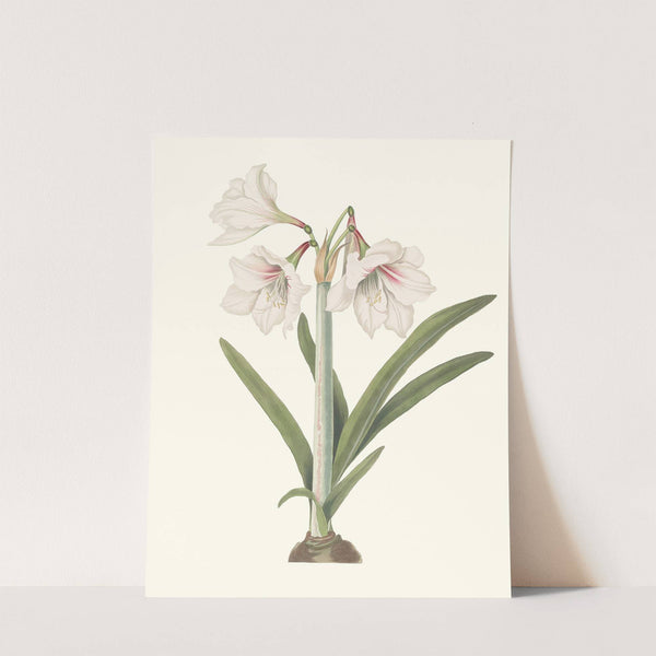 Amaryllis Picta. by Priscilla Susan Bury