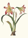 Amaryllis Psittacina