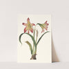 Amaryllis Psittacina by Priscilla Susan Bury