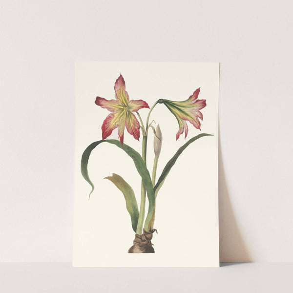 Amaryllis Psittacina by Priscilla Susan Bury