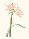 Amaryllis Pulverulenta