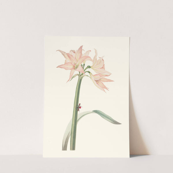 Amaryllis Pulverulenta by Priscilla Susan Bury
