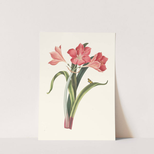 Amaryllis Purpurea (Major) by Priscilla Susan Bury