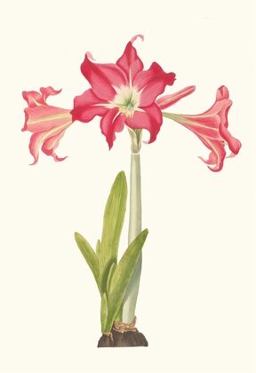 Amaryllis Solandriflora Var. Or Amaryllis Johnsoni — size preview