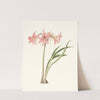 Amaryllis Stilosa by Priscilla Susan Bury