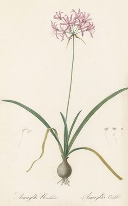Amaryllis undulata (1802-1816)