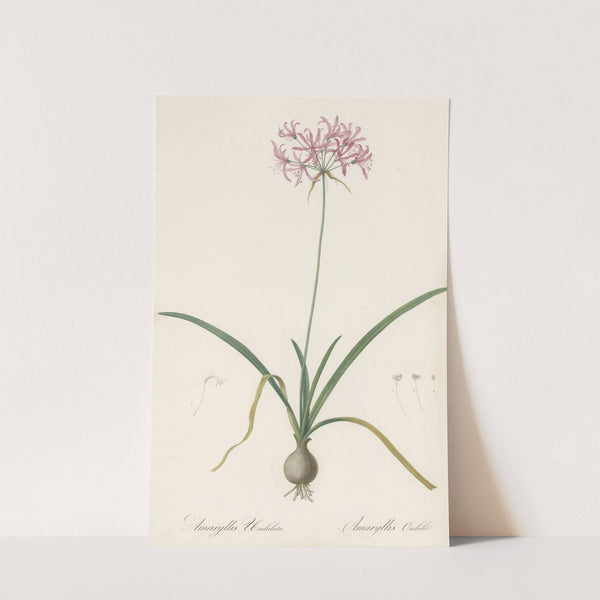 Amaryllis undulata (1802-1816) by Pierre Joseph Redouté