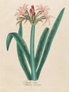 Amaryllis vittata (1797–1810)
