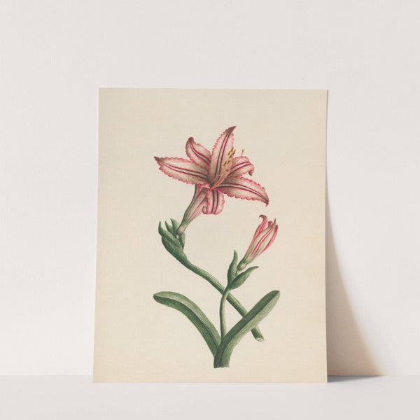 Amaryllis vittata – Belladonna (1789) by R. B. F.