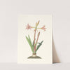 Amaryllis Vittata (Minor) by Priscilla Susan Bury