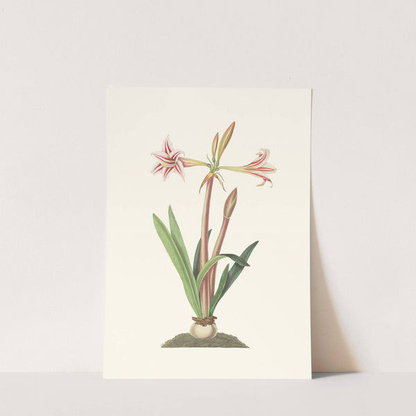 Amaryllis Vittata (Minor) by Priscilla Susan Bury