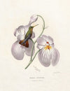 Amazilia Cinnamomea (1874-1877)