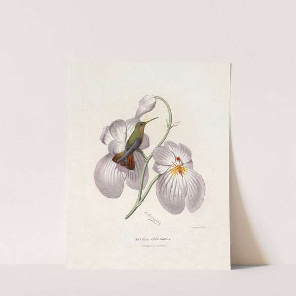 Amazilia Cinnamomea (1874-1877) by Paul Eugène Mesplès