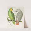 Amazon Parrot, Grey Parrot by W. A . Blakston