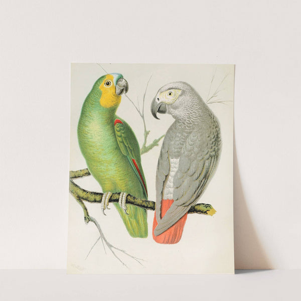 Amazon Parrot, Grey Parrot by W. A . Blakston