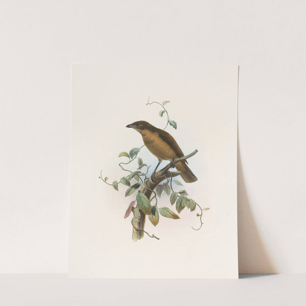 Amblyornis Inornatus by Daniel Giraud Elliot