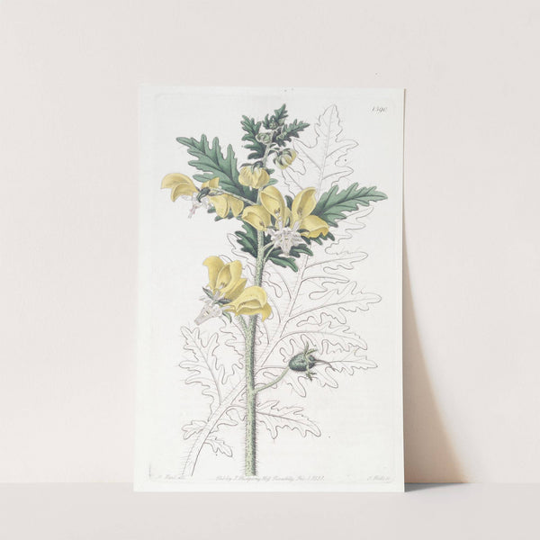 Ambrosia-leaved Loasa by Sydenham Edwards