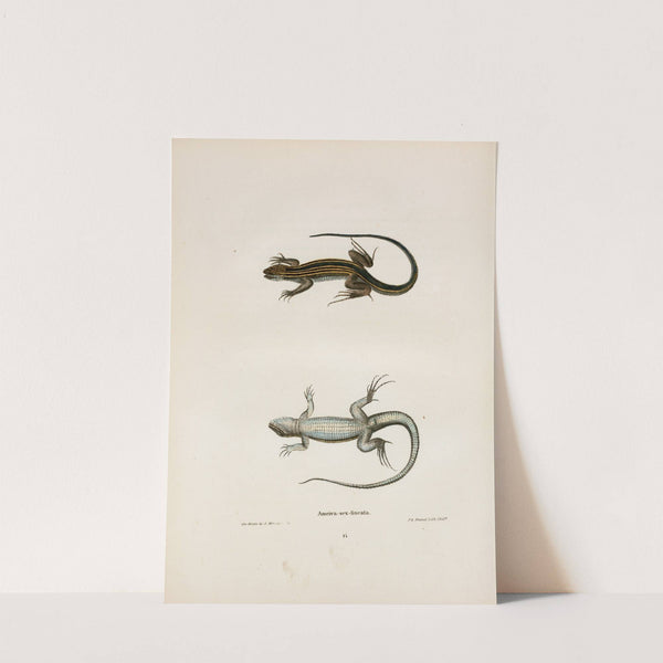 Ameiva sex-lineata. by John Edwards Holbrook