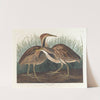 American bittern by John James Audubon