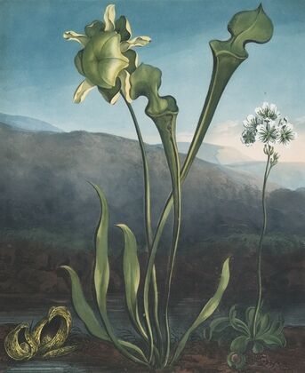 American bog plants. I Fetid pothos. II Pitcher plant. III Venus’s fly trap