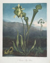 American Bog Plants. I Fetid Pothos. Ii Pitcher Plant. III Venus’s Fly Trap.