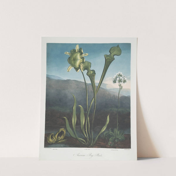 American Bog Plants. I Fetid Pothos. Ii Pitcher Plant. III Venus's Fly Trap. by Robert John Thornton