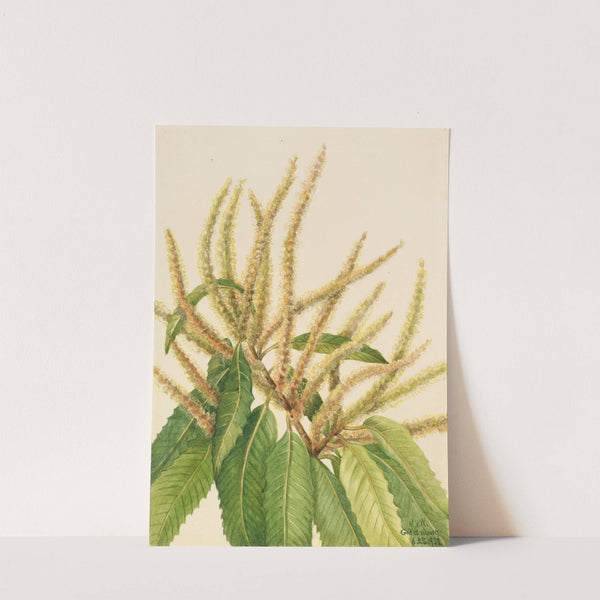 American Chestnut (Castanea dentata) (1932) by Mary Vaux Walcott