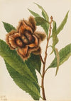 American Chestnut (Castanea dentata) (1932)