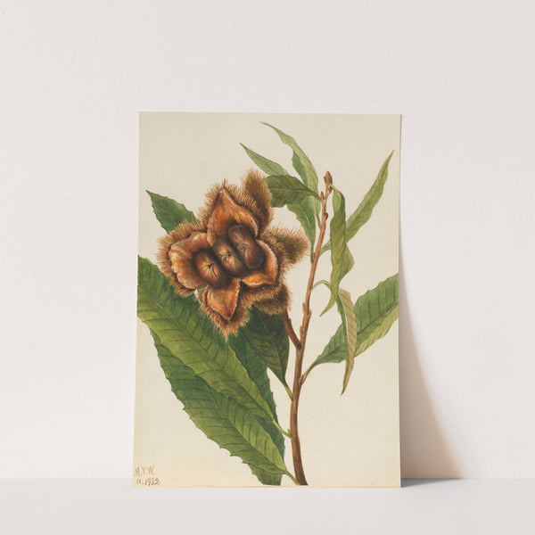 American Chestnut (Castanea dentata) (1932) by Mary Vaux Walcott