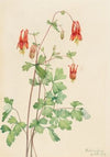 Southern Bird’s Foot Violet (Viola digitata) (1922)