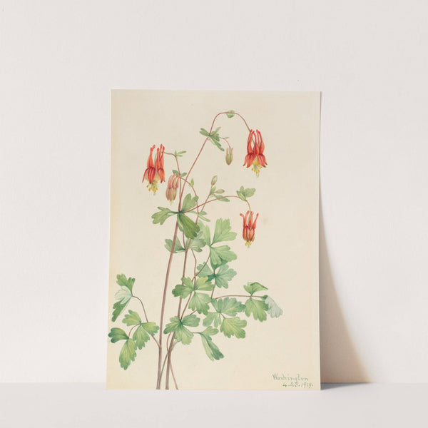 American Columbine (Aquilegia canadensis) (1919) by Mary Vaux Walcott