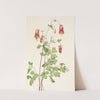 American Columbine. Aquilegia canadensis (1925) by Mary Vaux Walcott