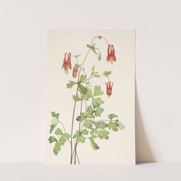 American Columbine. Aquilegia canadensis (1925) by Mary Vaux Walcott