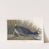 American coot by John James Audubon