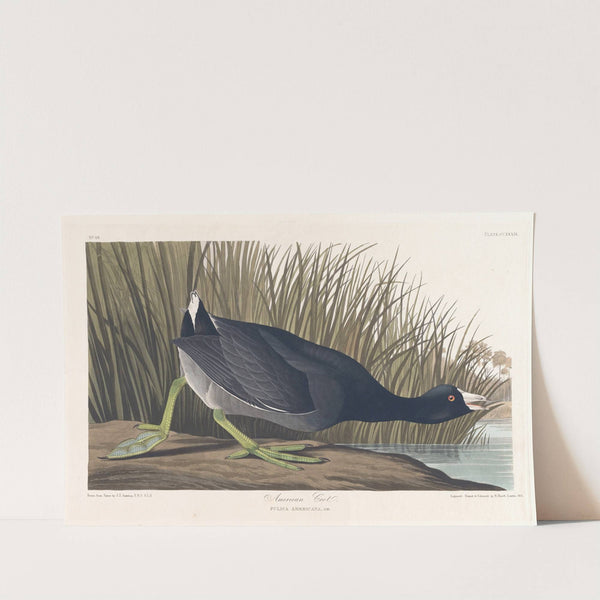 American coot by John James Audubon