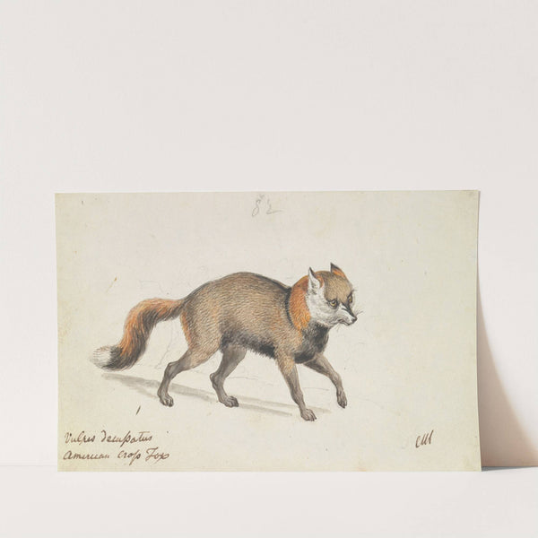 American Cross-Fox (1837) by Charles Hamilton Smith