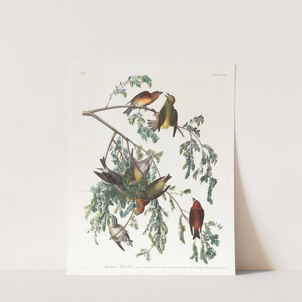 American crossbill. Male adult, 1. Young male, 2, 3. Female adult, 4. Young female, 5. Hemlock by John James Audubon