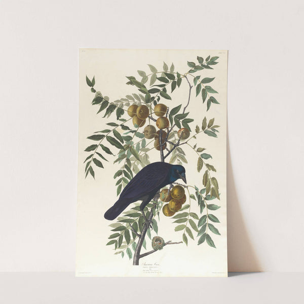 American crow by John James Audubon