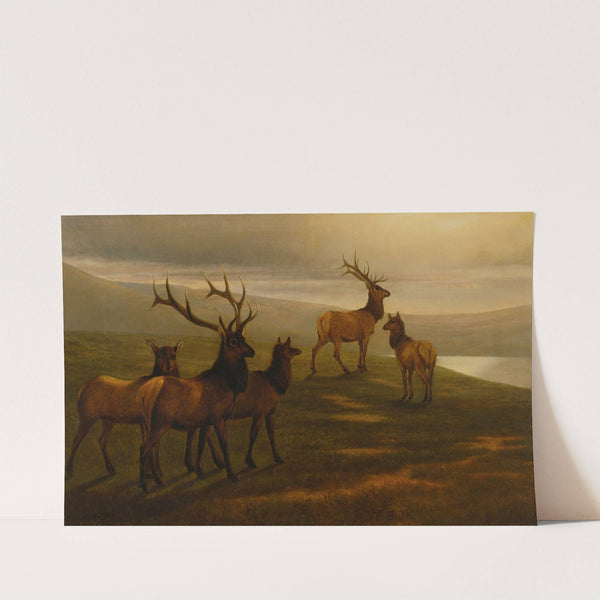 American Elk by William Jacob Hays Sr.