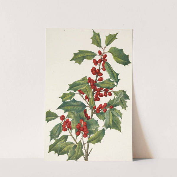American Holly. Ilex opaca (1925) by Mary Vaux Walcott