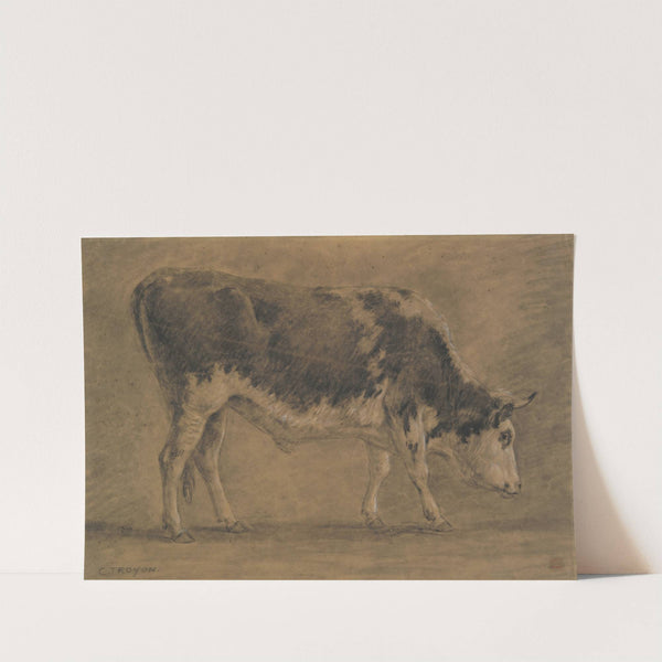 American Ox by Constant Troyon