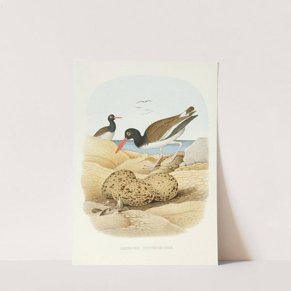 American Oystercatcher (1882) by Edwin L. Sheppard