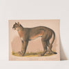 American panther – Felis concolor linn (1874) by Louis Prang & Co.