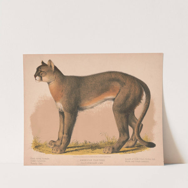 American panther – Felis concolor linn (1874) by Louis Prang & Co.