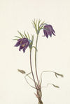 Lambkill. Kalmia angustifolia
