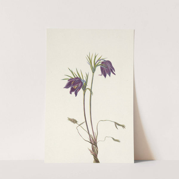 American Pasqueflower (flower). Pulsatilla ludoviciana (1925) by Mary Vaux Walcott