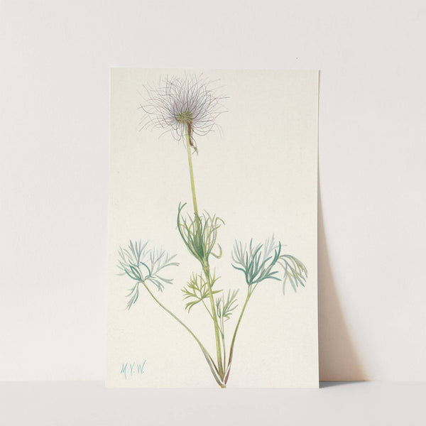 American Pasqueflower (fruit). Pulsatilla ludoviciana (1925) by Mary Vaux Walcott